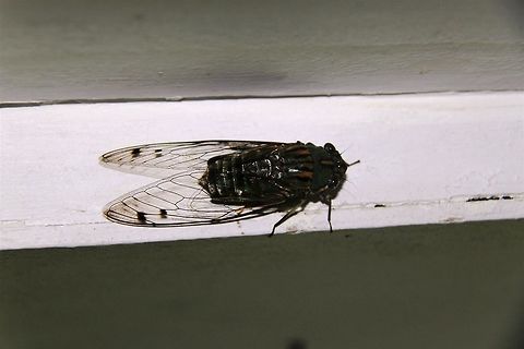 Dark cicada. Not sure of species Found hanging on to doorjamb at Crocker Range Reserve, Sabah. Can someone confirm if this is Macrosemia umbrata?  Crocker Range,Sabah,cicada