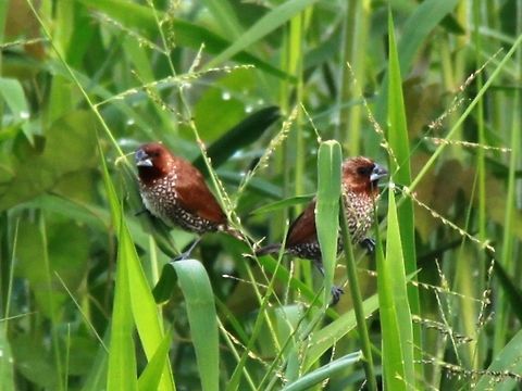Scaly-breasted Munias by the river bank Taken behind AnCasa Royale Hotel by the Pahang River, Pekan, Malaysia. Photo quality not so great due to 200mm lens limitation and fogginess. Lens was still cold from the room and moisture fogged it up outside... Fall,Geotagged,Lonchura punctulata,Malaysia,Munia,Pekan,Scaly-breasted munia,Sungai Pahang