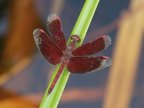 A common parasol Common red dragonfly, in peatland forest. Fall,Geotagged,Malaysia,Neurothemis fluctuans,Pekan,Red Grasshawk,common parasol,red grasshawk