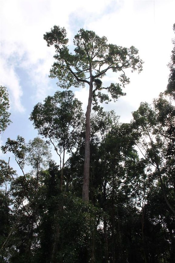 Ramin melawis  Fall,Geotagged,Gonystylus bancanus,Malaysia