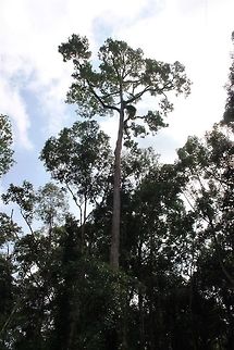 Ramin melawis  Fall,Geotagged,Gonystylus bancanus,Malaysia