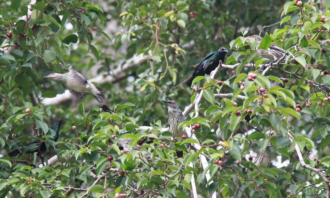 We are many, in this tree! What&#039;s the headcount? Hornbills, starlings and pigeons descended on this tree right by  a busy main road of this little town. Very exciting :)  Aplonis panayensis,Asian glossy starling,Fall,Geotagged,Malaysia