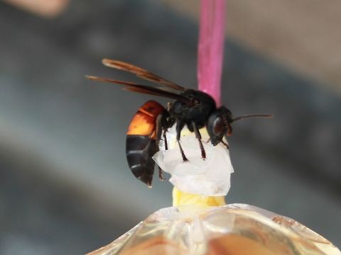 Wasp with a sweet tooth :) This rather large wasp was attracted to the sweet liquid inside the bags of pickled fruit. Fall,Geotagged,Lesser banded hornet,Malaysia,Vespa affinis,Wasp