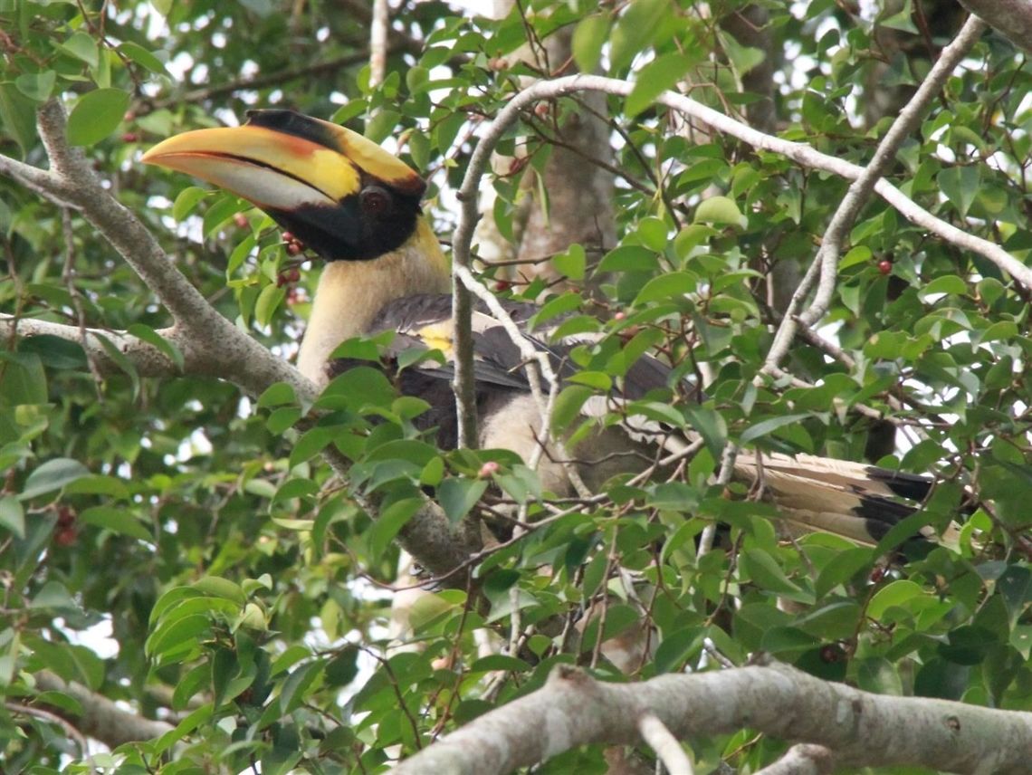 Great hornbill Usually harder to see, so happy to find so many thriving in a small town. Granted, that town is very close to a large forest reserve :)  Buceros bicornis,Fall,Geotagged,Great hornbill,Malaysia