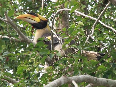 Great hornbill Usually harder to see, so happy to find so many thriving in a small town. Granted, that town is very close to a large forest reserve :)  Buceros bicornis,Fall,Geotagged,Great hornbill,Malaysia