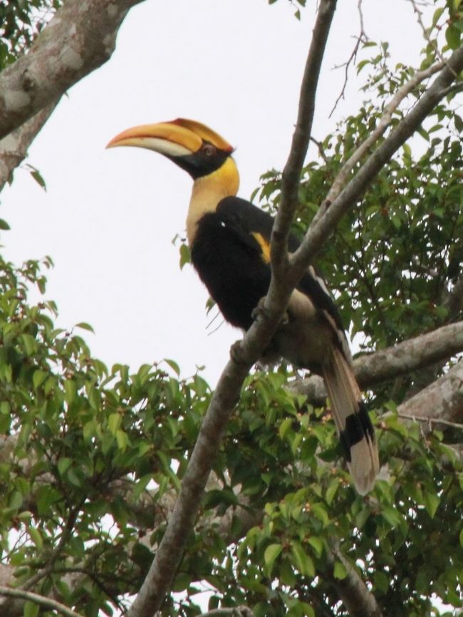 Enggang papan Another shot of the great hornbill in Pekan town. Buceros bicornis,Fall,Geotagged,Great hornbill,Malaysia,enggang papan