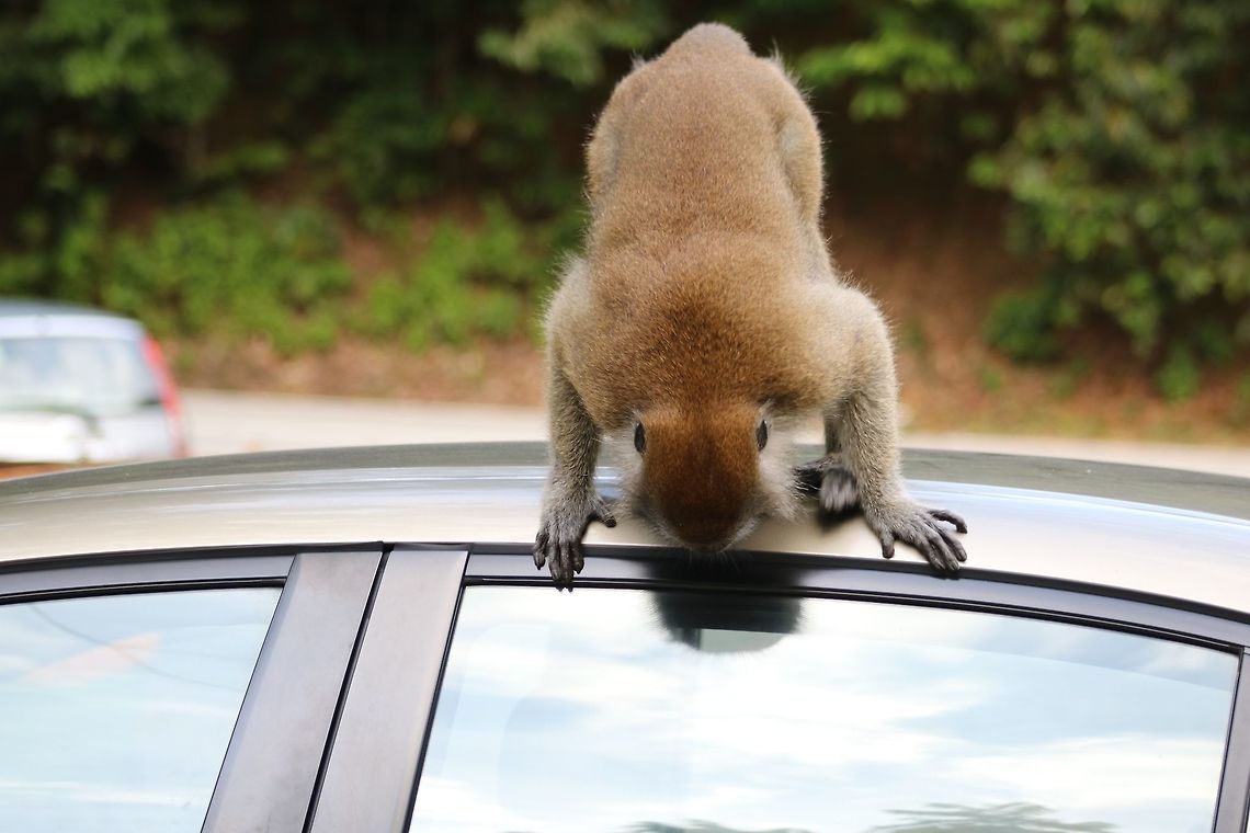 Burglar LTMs are common everywhere in Malaysia. And they have no qualms stealing from humans if need be. This male was separated from his troop and was peering through the window for edible goodies...<br />
*Chris, don't give me a hard time about the human elements in this shot, please :) This species co-exists closely with humans. Crab-eating macaque,Fall,Geotagged,Macaca fascicularis,Malaysia,kera