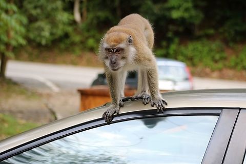 Mine.. MINE! Look at the intense expression on his face! Alpha males are scary because they can be aggressive. And this one has decided that my car belonged to him. Well, until he got distracted that is. But really, was bit worried about getting my car back... Crab-eating macaque,Fall,Geotagged,Macaca fascicularis,Malaysia