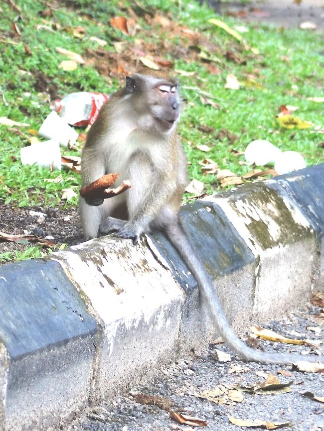 Om nom nom... Finally he moved away and I gave him a crust of bread to eat. Poor thing was hungry and there were no fruits available. Pls don&#039;t ask about the trash. It&#039;s disgusting, really :(  Crab-eating macaque,Fall,Geotagged,Macaca fascicularis,Malaysia