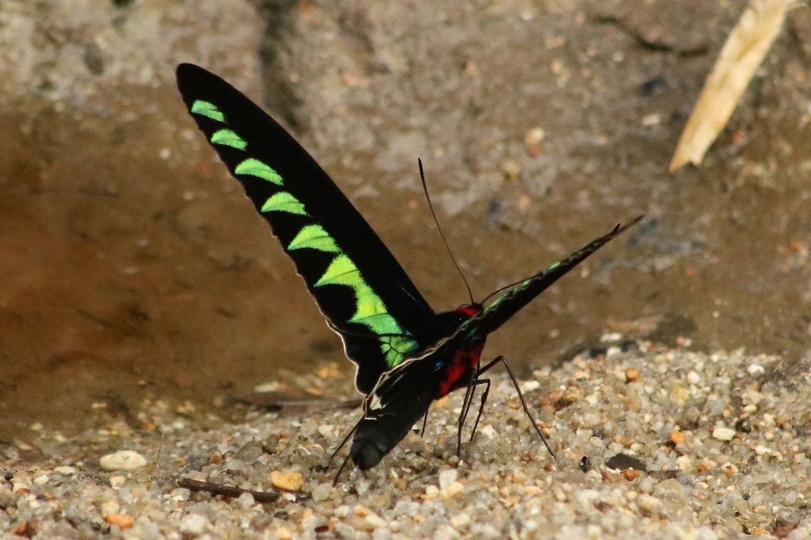 Rajah Brooke birdwing - back view This species is often found on the sandy banks of this river - a popular bathing and picnicking spot at the base of a hill station, Fraser&#039;s Hill. Fall,Geotagged,Malaysia,Raja Brookes Birdwing,Trogonoptera brookiana