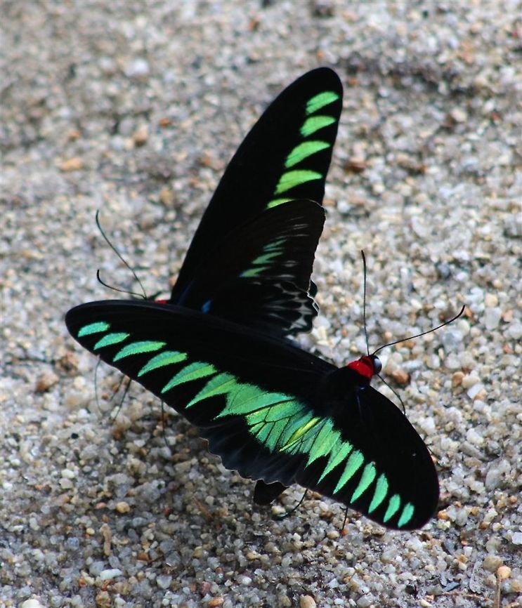 Two RBBs These were part of a flock that was hanging out near the water. My absolute favourite butterflies! Fall,Geotagged,Malaysia,Raja Brookes Birdwing,Trogonoptera brookiana