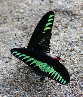 Two RBBs These were part of a flock that was hanging out near the water. My absolute favourite butterflies! Fall,Geotagged,Malaysia,Raja Brookes Birdwing,Trogonoptera brookiana