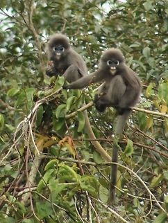 Hey, whatcha looking at? Spotted these 2 rascals monkeying around on top of a tree. So cute when both of them stared at me like that. :D  Dusky leaf monkey,Fall,Geotagged,Malaysia,Trachypithecus obscurus