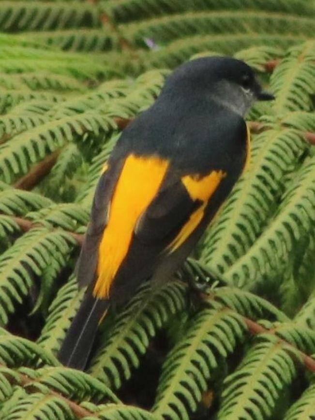 Grey-chinned minivet (female) A total surprise shot. It flew into range and out so fast I could only snap 2 shots.  Fall,Geotagged,Grey-chinned minivet,Malaysia,Pericrocotus solaris