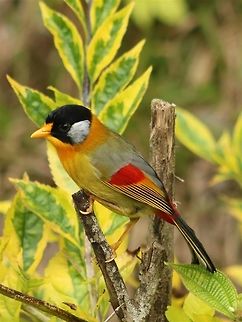 Look at me! One of my favourite birds, this highland species is easily found on Fraser's Hill. Photo taken in Jelai Highlands resort compound. Fall,Geotagged,Leiothrix argentauris,Malaysia,Silver-eared mesia