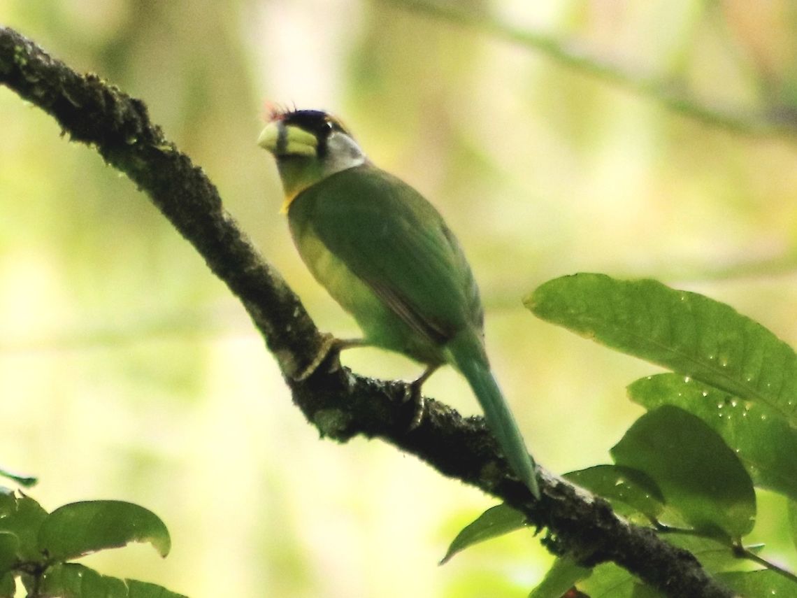 Fire tufted barbet Don't you just adore those fiery tufts on its face? :)  Fall,Fire-tufted barbet,Geotagged,Malaysia,Psilopogon pyrolophus