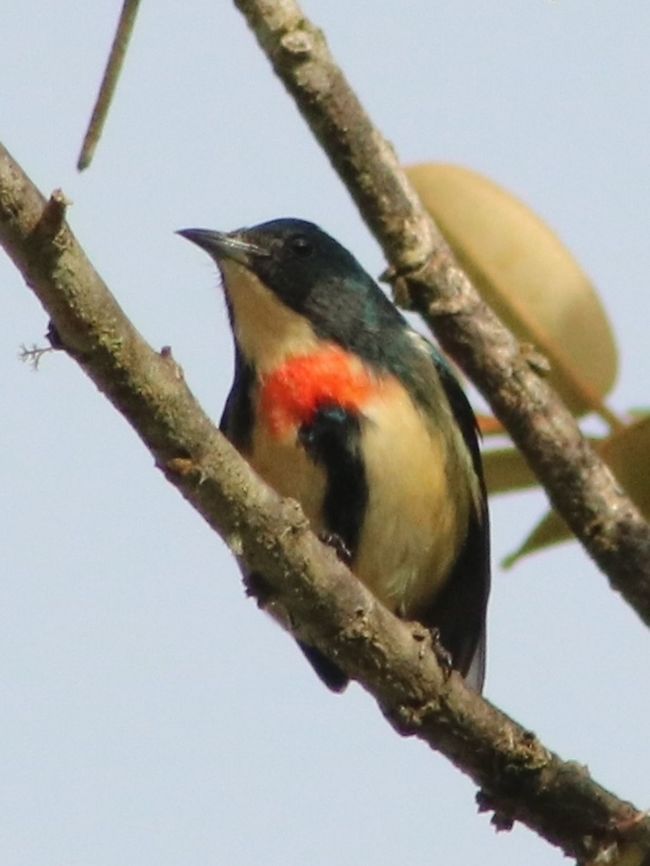 Fire breasted flowerpecker  Dicaeum ignipectus,Fall,Fire-breasted flowerpecker,Geotagged,Malaysia