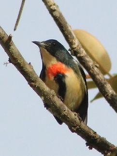 Fire breasted flowerpecker  Dicaeum ignipectus,Fall,Fire-breasted flowerpecker,Geotagged,Malaysia