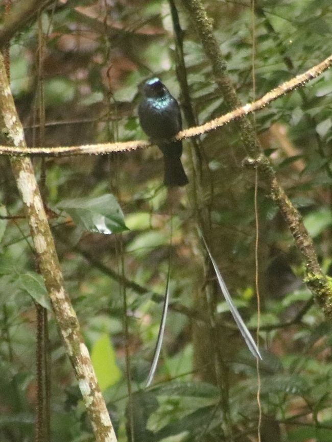 Lesser RT Drongo Fairly easy to find in Fraser&#039;s Hill, I love watching this bird with its streaming tail. Dicrurus remifer,Fall,Geotagged,Lesser racket-tailed drongo,Malaysia