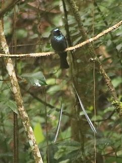 Lesser RT Drongo Fairly easy to find in Fraser's Hill, I love watching this bird with its streaming tail. Dicrurus remifer,Fall,Geotagged,Lesser racket-tailed drongo,Malaysia
