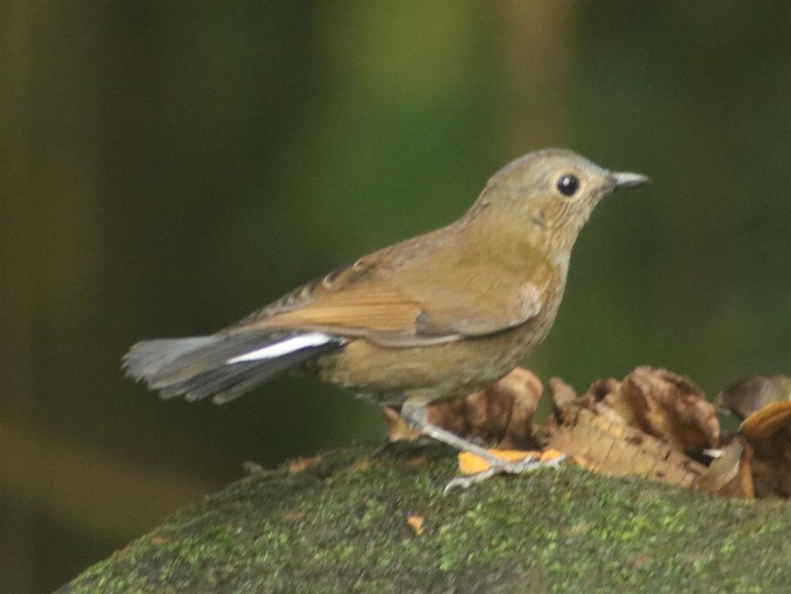 White tailed robin (female) The male of the species is extremely shy. I saw it but did not manage to snap a photo :( Better luck next time.. Cinclidium leucurum,Fall,Geotagged,Malaysia,White-tailed robin