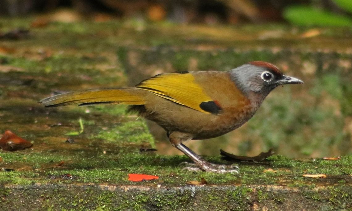 Malayan laughingthrush This used to be IDed as the chestnut-crowned laughingthrush. It is shyer and less common than the chestnut-capped laughingthrush in Malaysia. Fall,Geotagged,Malayan laughingthrush,Malaysia,Trochalopteron peninsulae