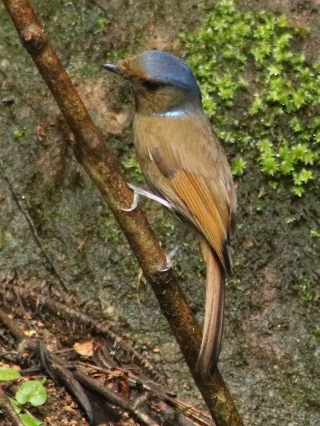 Large niltava (female)  Fall,Geotagged,Large niltava,Malaysia,Niltava grandis