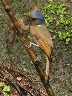 Large niltava (female)  Fall,Geotagged,Large niltava,Malaysia,Niltava grandis
