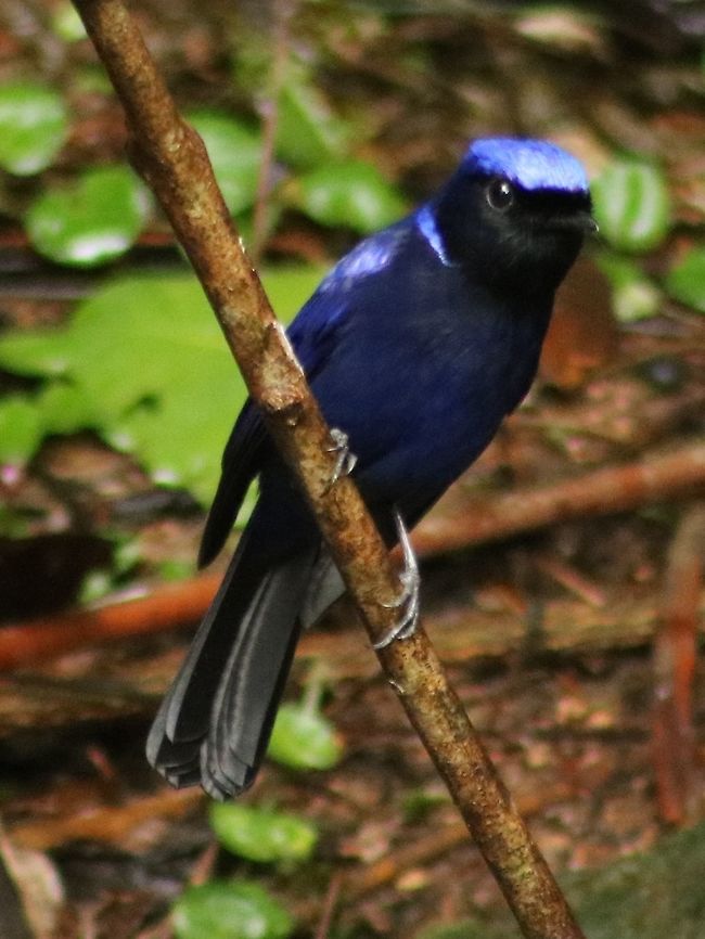 Large niltava (male) The large niltava is the flagship bird in Fraser&#039;s Hill. Had to look through loads of photos before I found a decent shot. Shooting in low light is rather difficult, unfortunately...<br />
 Fall,Geotagged,Large niltava,Malaysia,Niltava grandis