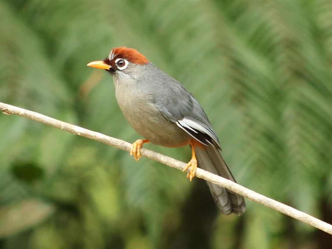 CCLT It&#039;s so common, there&#039;s a short form... Chestnut-capped laughingthrush,Fall,Garrulax mitratus,Geotagged,Malaysia