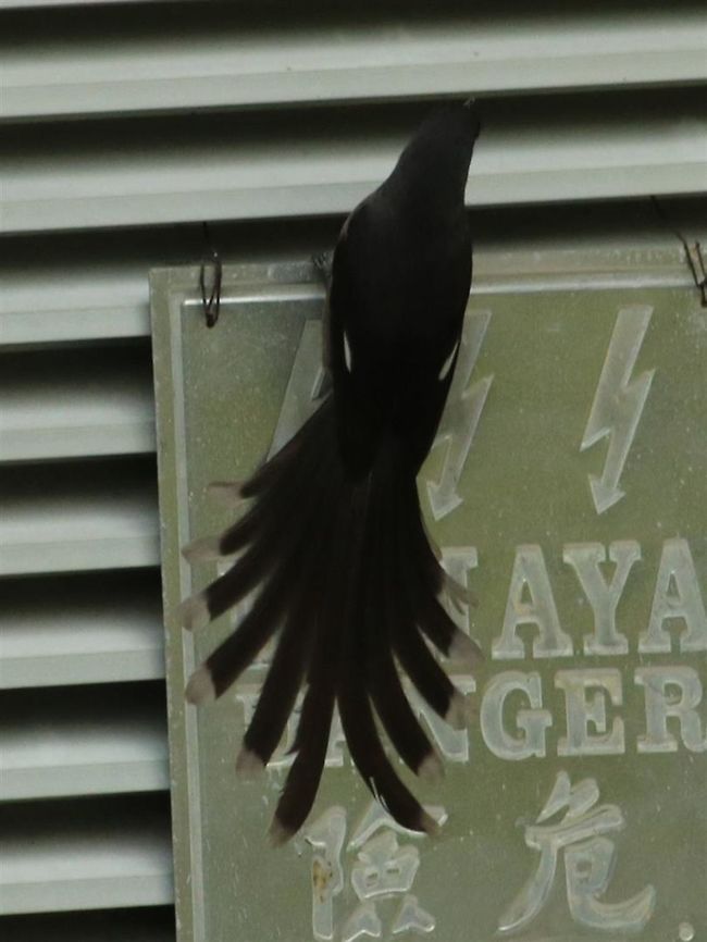 Naughty, naughty! A long-tailed sibia ignoring danger signs in search of insects on the wall. Fall,Geotagged,Heterophasia picaoides,Long-tailed sibia,Malaysia