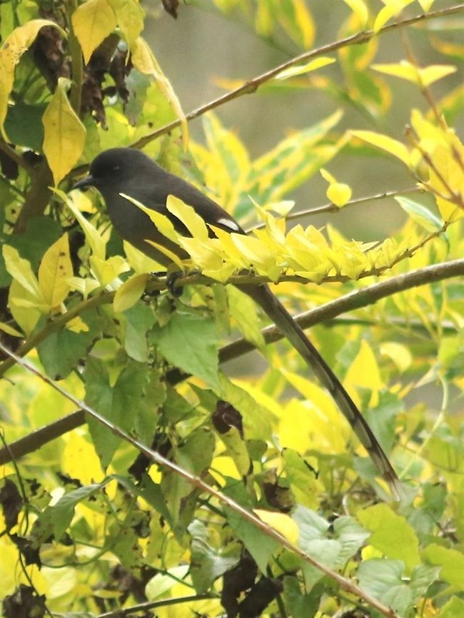 Sibia in a tree This shot is more "natural". The tree is a planted ornamental... These guys are like crows anyway. They don't mind humans. Fall,Geotagged,Heterophasia picaoides,Long-tailed sibia,Malaysia