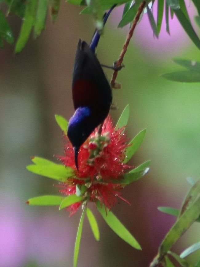 Black throated sunbird, male Saw the female but no photos... Very skippy, jumpy, fluttery bird. Absolute nightmare to shoot! :D Aethopyga saturata,Black-throated sunbird,Fall,Geotagged,Malaysia