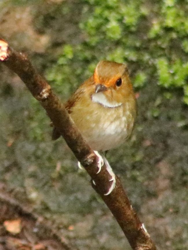 Rufous-browed flycatcher - male  Anthipes solitaris,Fall,Geotagged,Malaysia,Rufous-browed flycatcher