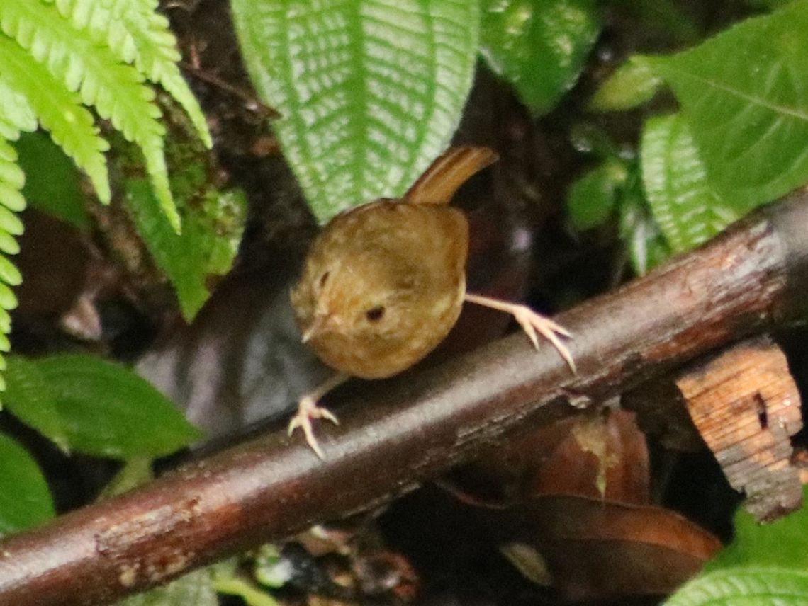 Rufous-browed flycatcher - female  Anthipes solitaris,Fall,Geotagged,Malaysia,Rufous-browed flycatcher