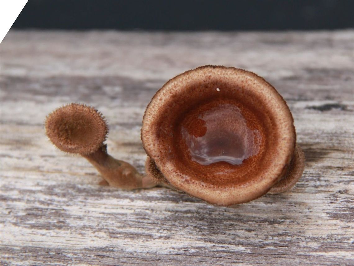 Cup fungus - unidentified Anyone good with fungi? I've never seen these before...