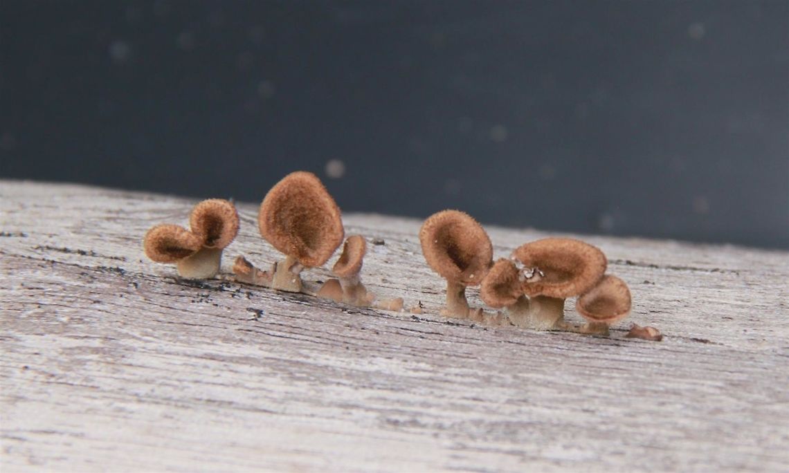 Baby cup fungi  Fall,Geotagged,Malaysia