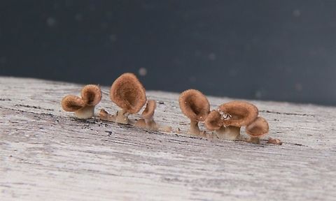 Baby cup fungi  Fall,Geotagged,Malaysia