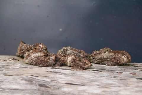 Unidentified woody fungi  Fall,Geotagged,Malaysia