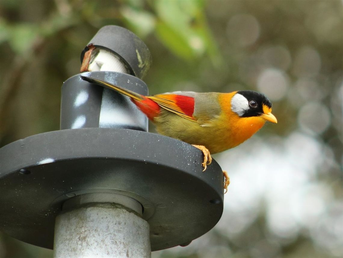 What's going on down there?  Fall,Geotagged,Leiothrix argentauris,Malaysia,Silver-eared mesia