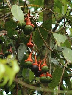 Litsea sp? Any botanists out there who can identify this? I have asked colleagues and they suggested that it could be Litsea sp, Lauraceae family. Fruit is edible to leaf-monkeys... Fall,Geotagged,Malaysia