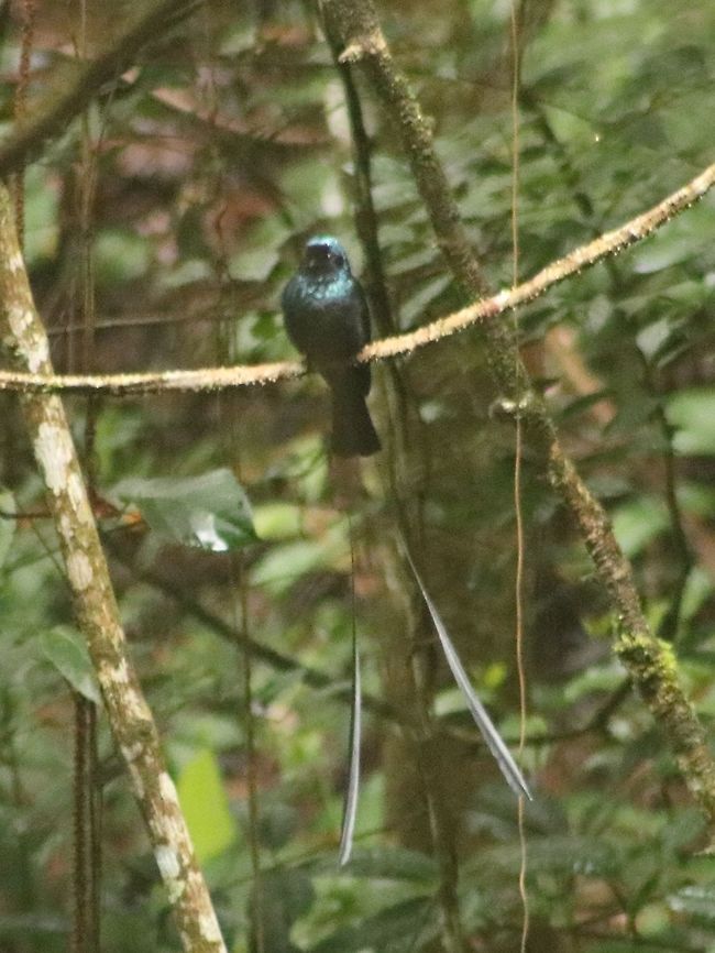 Lesser Racquet-Tailed Drongo - Take 2 Apologies for the grainy picture, it was perched in deep shadow... Dicrurus remifer,Fall,Geotagged,Lesser racket-tailed drongo,Malaysia