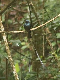 Lesser Racquet-Tailed Drongo - Take 2 Apologies for the grainy picture, it was perched in deep shadow... Dicrurus remifer,Fall,Geotagged,Lesser racket-tailed drongo,Malaysia