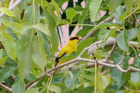 My garden bird - the BNO One of the more cheerful garden birds. Less often seen, but not exactly rare. The commonest oriole around KL city. Black-naped Oriole,Fall,Geotagged,Malaysia,Oriolus chinensis