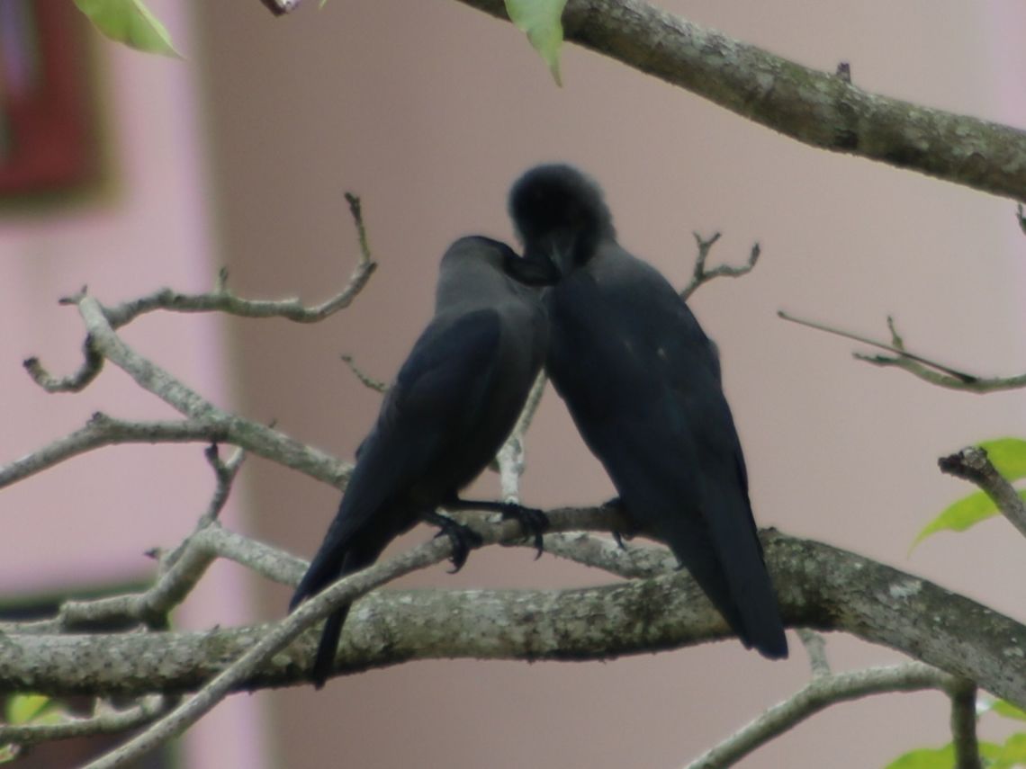 Mr & Mrs Crow Brought in by the Brits from India to control pests in coffee plantations, these crows themselves have become pests in urban areas. Messy and noisy, they are actually clever and resourceful creatures. Corvus splendens,Fall,Gagak,Geotagged,House Crow,Malaysia