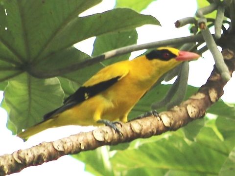 Black-naped oriole in FRIM, Kepong Another shot of the black-naped oriole taken in the Forest Research Institute of Malaysia, Kepong. The bird was close, but continuous shooting resulted in poorer photo quality. You can clearly see the whole bird, however :)  FRIM,Fall,Geotagged,Malaysia,Oriolus chinensis,black naped oriole,burung kunyit