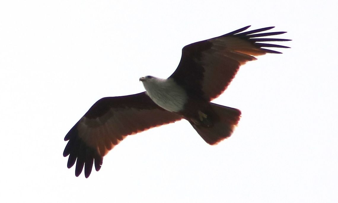 Brahminy kite - young adult? While my shot is not as magnificent as many others found here, I'd like to share this photo of an exceptionally healthy-looking Brahminy captured last weekend. These birds are probably the most common raptor seen in Malaysia, next to crested serpent eagles. It's not so obvious in this shot, but its carrying something, probably a mouse in its talons. Brahminy Kite,FRIM,Fall,Geotagged,Haliastur indus,Malaysia,helang merah