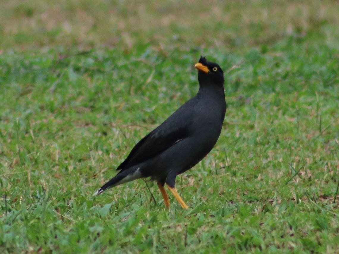 Jungle, Javan or White-vented Mynah? Differentiating the mynahs is a real headache for me. I can never decide if they were jungle, white-vented or Javan. The common mynah has ironically taken a backseat to these newcomers in the Malay Peninsula. Anyone has major objections to my ID? Acridotheres fuscus,Acridotheres javanicus,Fall,Geotagged,Javan Myna,Jungle myna,Malaysia,gembala kerbau