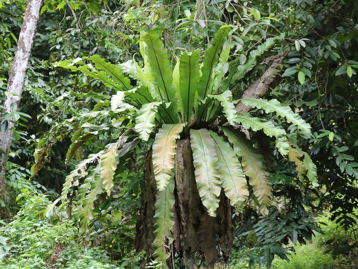 Paku langsuyar A gigantic bird&#039;s nest fern growing by the roadside. I have almost forgotten how big these get! &quot;Paku&quot; is the general name for ferns, while langsuyar refers to the local vampire-like ghost of Malay mythology. It is said that the flying langsuyar/langsuir/pontianak likes to rest atop these tree dwelling ferns, preferably on a Ficus tree. Haha! Asplenium nidus,Fall,Geotagged,Malaysia,paku langsuyar