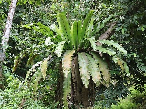 Paku langsuyar A gigantic bird's nest fern growing by the roadside. I have almost forgotten how big these get! "Paku" is the general name for ferns, while langsuyar refers to the local vampire-like ghost of Malay mythology. It is said that the flying langsuyar/langsuir/pontianak likes to rest atop these tree dwelling ferns, preferably on a Ficus tree. Haha! Asplenium nidus,Fall,Geotagged,Malaysia,paku langsuyar